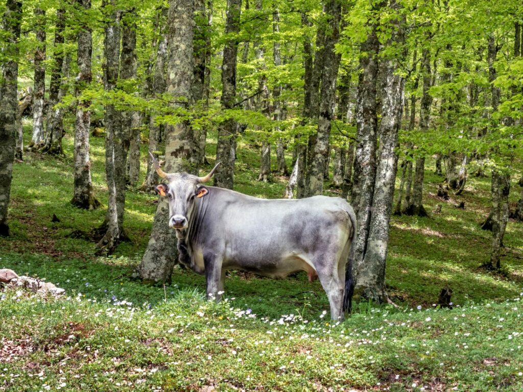 Bosco di Calvello